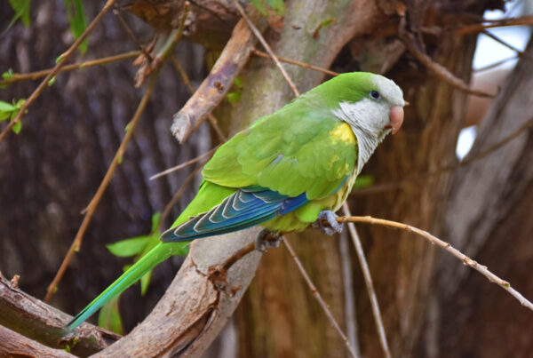 Lora Myiopsitta en un sauce de Uruguay