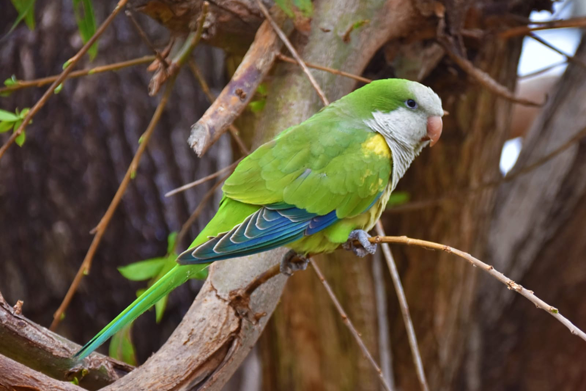 Lora Myiopsitta en un sauce de Uruguay